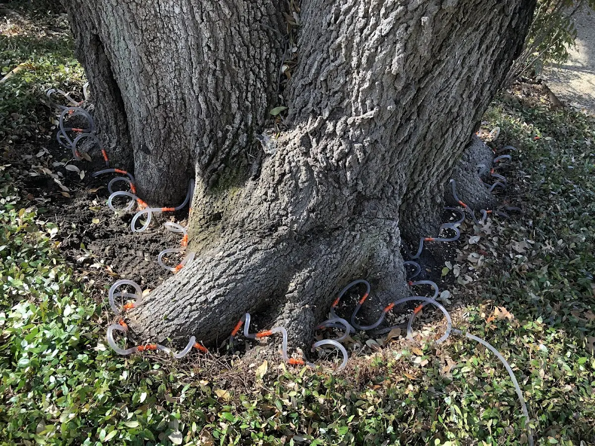 Detailed Tree Cabling and Bracing job site in New Derry