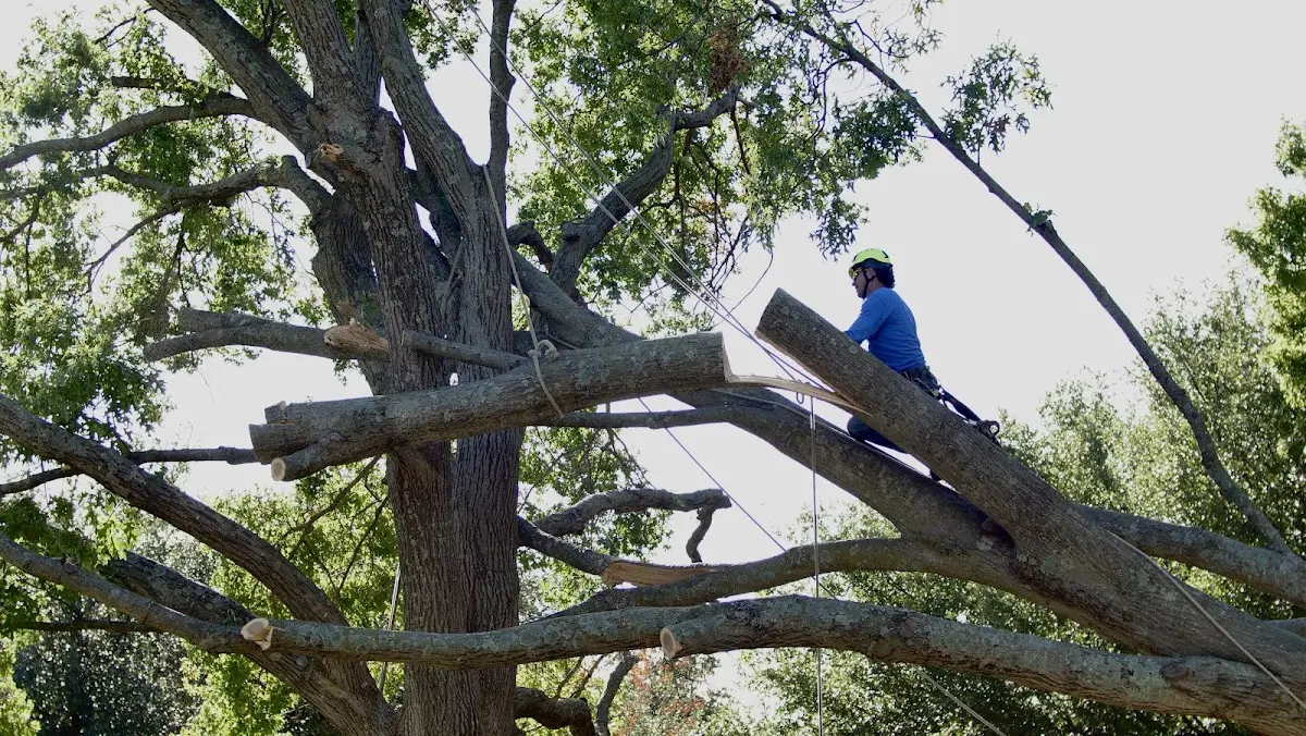 Professional Hazardous Tree Removal performed by certified arborists in New Derry