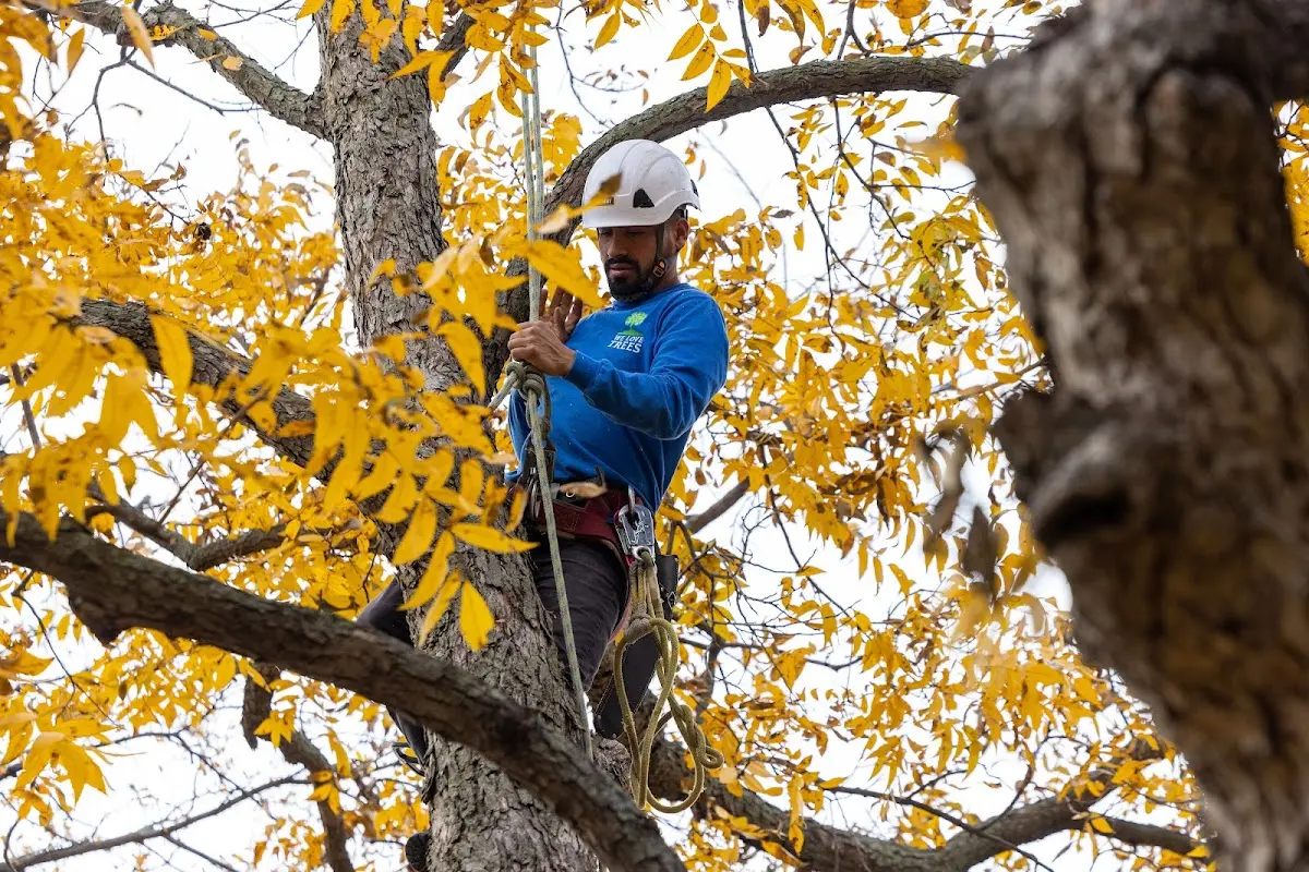 Skilled Tree Planing crew working in New Derry